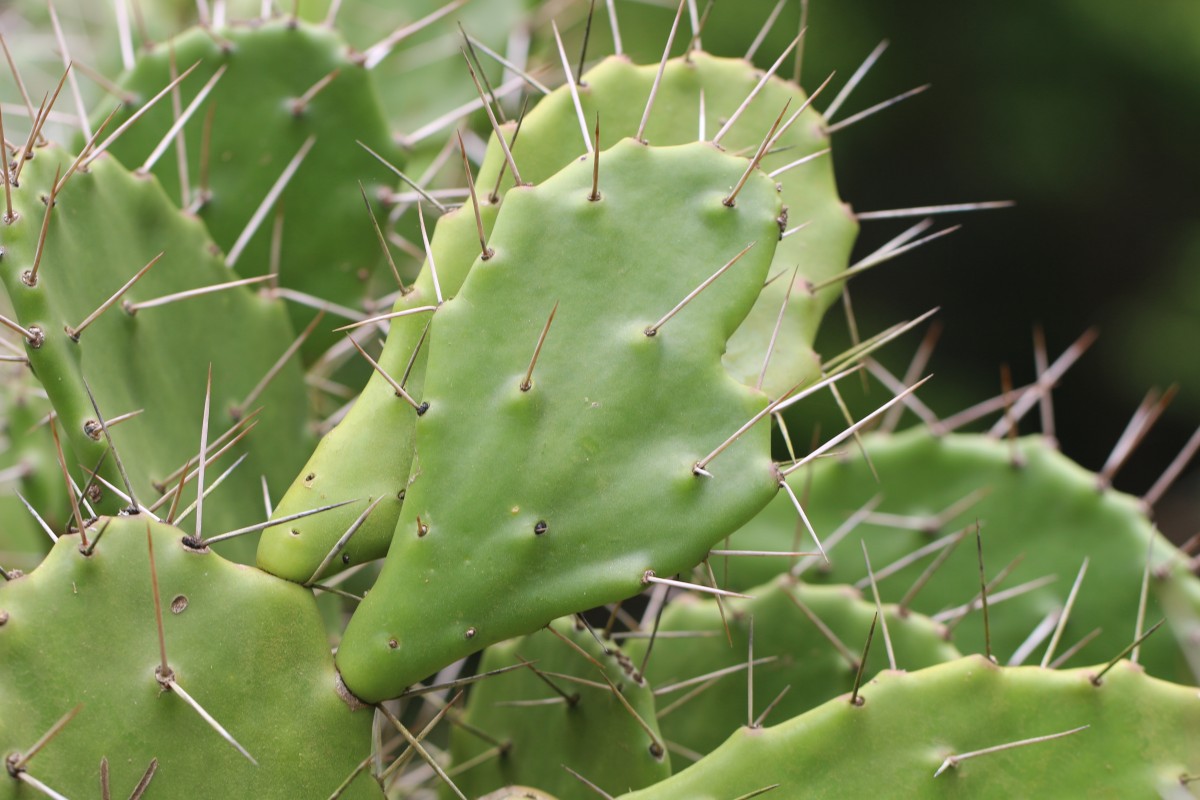 Opuntia monacantha Haw.